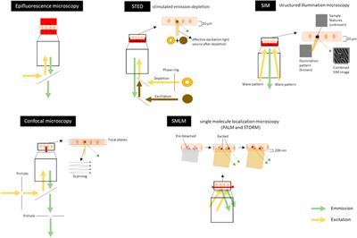 Microscopic Visualization of Cell-Cell Adhesion Complexes at Micro and Nanoscale